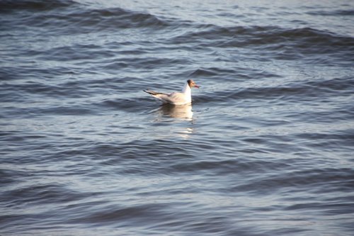 IMG_7097d.JPG