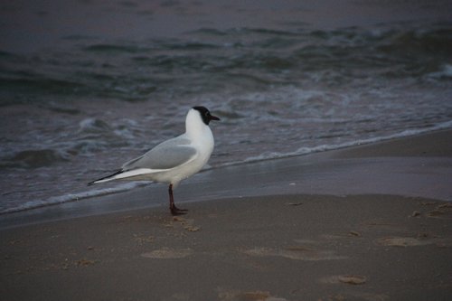 DSC05985i.JPG