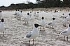 DSC02815a.JPG