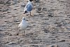 DSC05922c.JPG