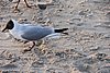DSC05922d.JPG
