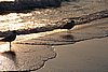 DSC05922g.JPG