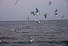 DSC05985g.JPG
