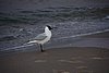 DSC05985i.JPG