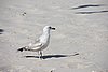 DSC05990n.JPG